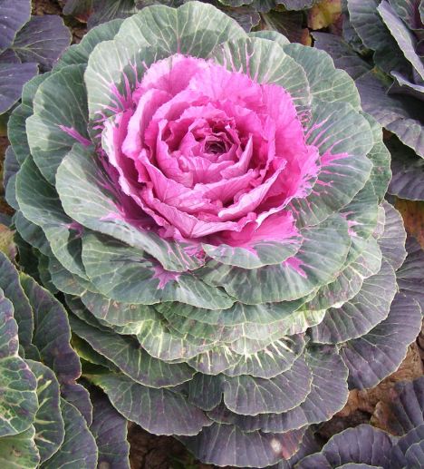 Cabbage looks like flower Valentine's Day