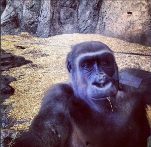 Gorilla selfie?!?!
