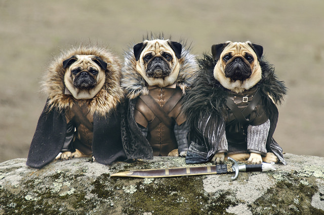 Pugs of Westeros Game of Thrones PR stunt