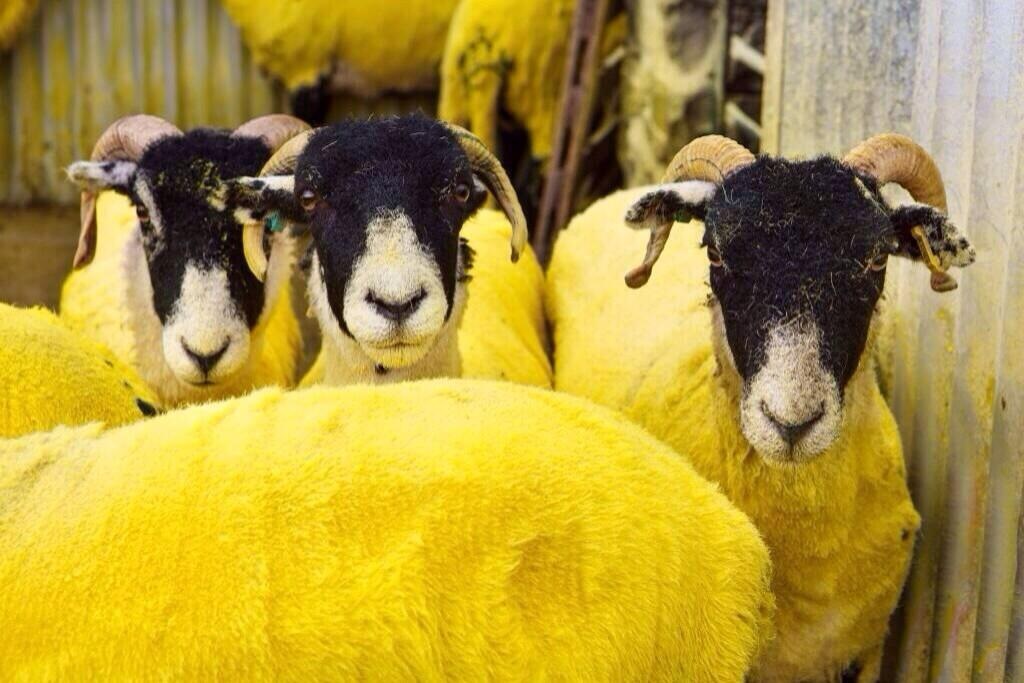 Yellow sheep Tour de France Yorkshire close