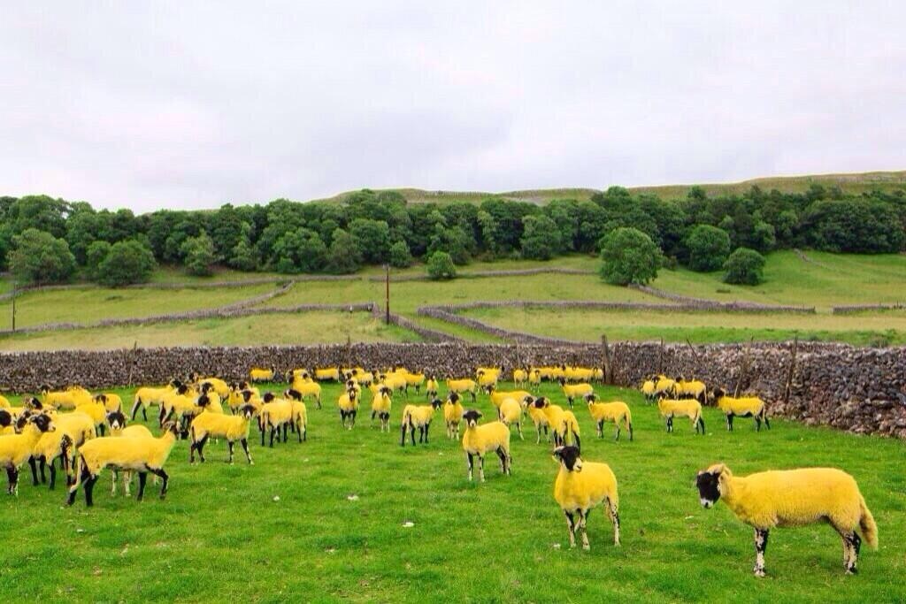 Yellow sheep Tour de France Yorkshire
