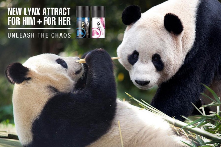 lynx sponsor edinburgh panda zoo